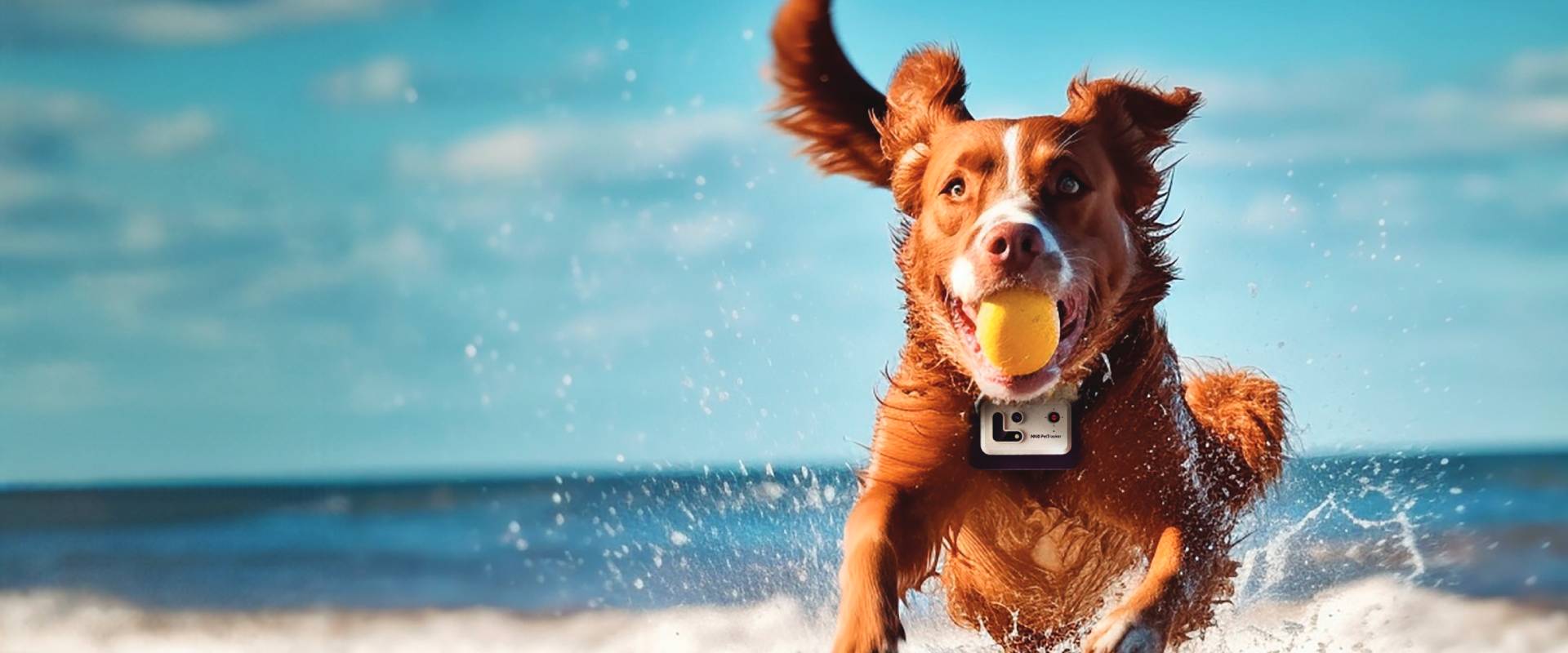 Vernetztes Zuhause mit Haustieren: Wenn Smart Home und Tierhaltung zusammenwachsen